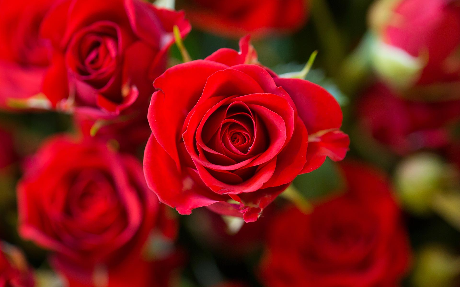 Pittsburgh Florist
